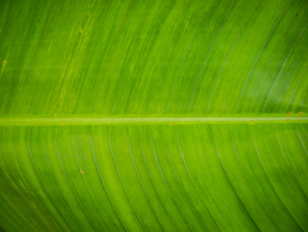 Close - up texture of green leaf  background.