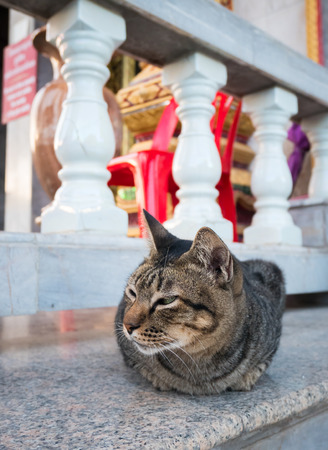 lost cat or local cat in temple or park.の写真素材