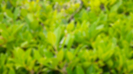 fresh green leaf texture background with blur effectの写真素材