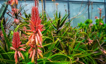 krantz aloe plant in botanic gardenの写真素材