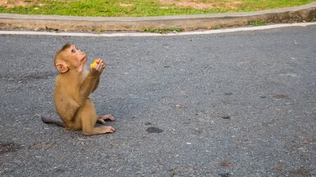 Baby monkey on the road in thailand