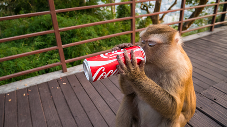 PHUKET,THAILAND - December 25,2016 : Monkey drink CocaCola, collected from visitors who leave the. After arriving in the forestのeditorial素材