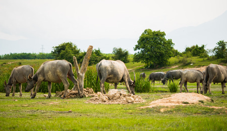 Lifestyle of the buffaloes, live outside the city. Everyday routine is swimming, sunbathing and...