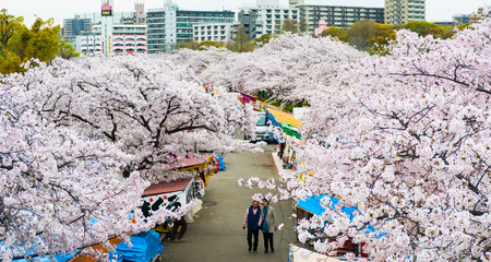 Sakuranomiya Park Okawa River , OSAKA  APRIL 10 , 2017 :  Okawa River cherry blossom of Osaka. There is a boat service. The beauty of the cherry blossomsのeditorial素材