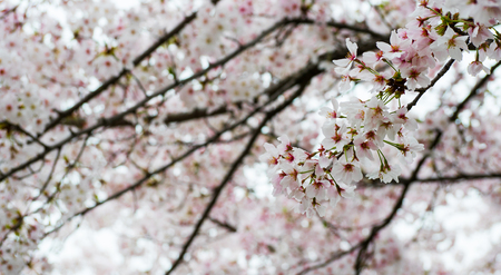 Close - up of Japan Cherry blossom fullbloom in spring season in japanの写真素材