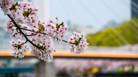 Cherry blossom flowers in spring season.の写真素材