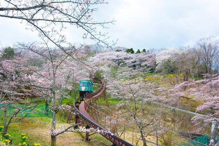 FUNAOKA , JAPAN - APRIL 12, 2017 : A group of tourists use the slope car service up to the view point through the cherry trees in full bloom at Funaoka Castle Ruin Parkのeditorial素材