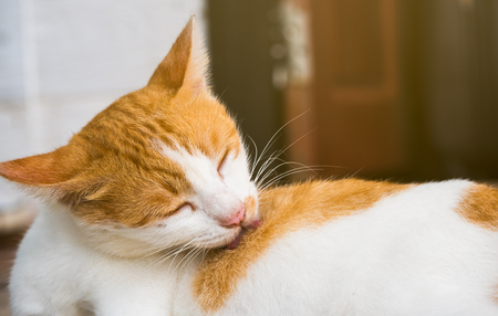 The Cat licking fur off cleaning the body of it.の写真素材