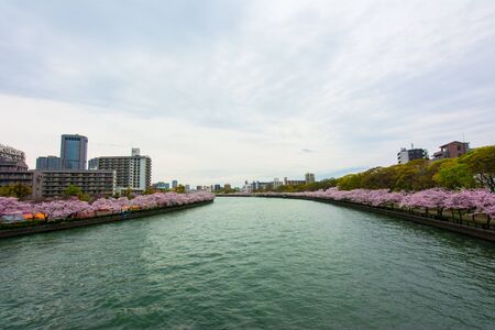 Sakuranomiya Park Okawa River , OSAKA  APRIL 10 , 2017 :  Okawa River cherry blossom of Osaka. There is a boat service. The beauty of the cherry blossomsのeditorial素材