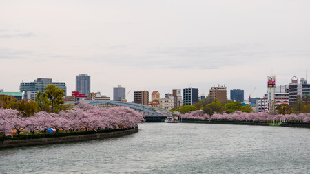 Sakuranomiya Park Okawa River , OSAKA  APRIL 10 , 2017 :  Okawa River cherry blossom of Osaka. There...