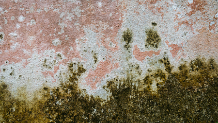 Abstract of fungus texture on the dirty wall in texture background conceptの写真素材