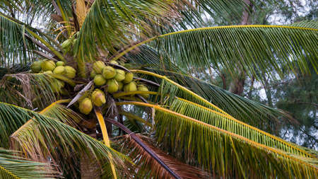 Group of coconut on a coconut tree