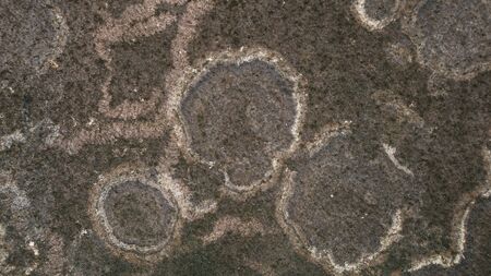 Abstract of fungus texture on the dirty wall in texture background conceptの写真素材