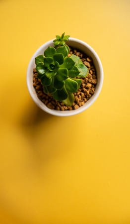 A tree in a small pot on the yellow table background in top viewの写真素材