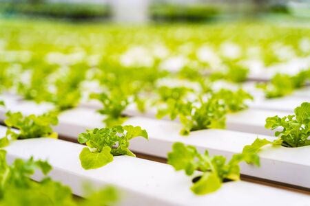 Hydroponics vegetables Green oak lettuce growing in plastic pipes at Smart farms with hydroponics systems are modern farming for healthy and quality in smart agricultural and smart farming conceptsの写真素材