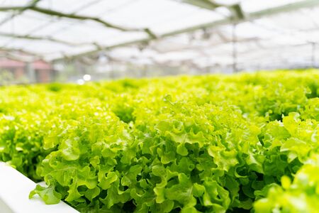 Hydroponics vegetables Green oak lettuce growing in plastic pipes at Smart farms with hydroponics systems are modern farming for healthy and quality in smart agricultural and smart farming conceptsの写真素材