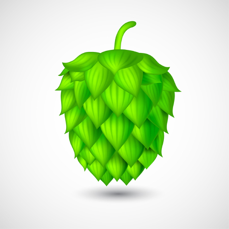 realistic hop cones with shadow on whiteのイラスト素材