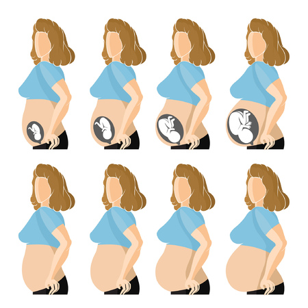 Flat illustration. Four stages development of embrio into woman with transperent and not bellyのイラスト素材