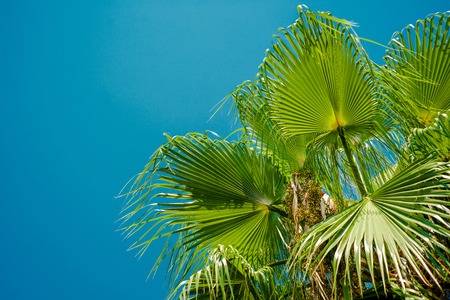 Green palm tree's leaf, from right side, against blue sky background. Tropical summer landscapeの写真素材