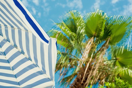 Top of palms on junge, sky and mountains background. Tropical summer landscapeの写真素材