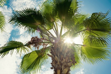 Sun shining through the palm leaves. Tropical summer landscape