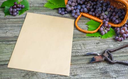 Basket with grapes beside secateurs on vintage rustic wooden table. Top view. Old vertical paper template in centre wine making mock up.の写真素材