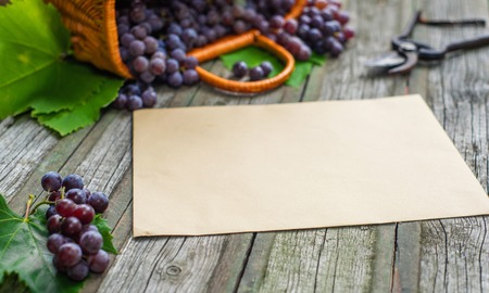 Basket with grapes beside secateurs on vintage rustic wooden table. Old paper template in centre wine making mock up.の写真素材