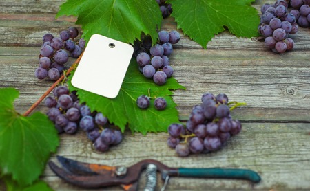 Closeup secateurs with vine and grapes, leaves on vintage rustic wooden table. Paper tag template on grapes.の写真素材