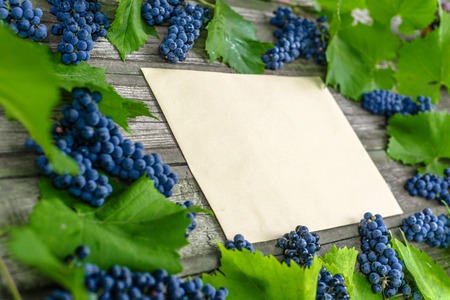 Vine with blue grapes and leaves around on vintage rustic wooden table. Old paper template in centre of backgroundの写真素材