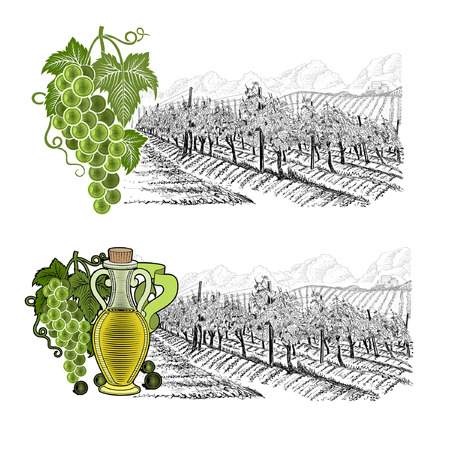 Two drawned sketches landscape of vineyard, with color elements. White grapes and grapes with bottle of oil or wine from left side. Vector illustration isolated on white backgroundのイラスト素材