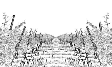 Vineyard landscape. Hand drawn sketch vector illustration isolated on whiteのイラスト素材