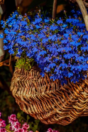 Blue small flowers inside vintage wood basket. Close up view.の写真素材