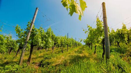 Landscape of vineyard on hill with rows of grapes bushes in sunny day. From down to up viewの写真素材