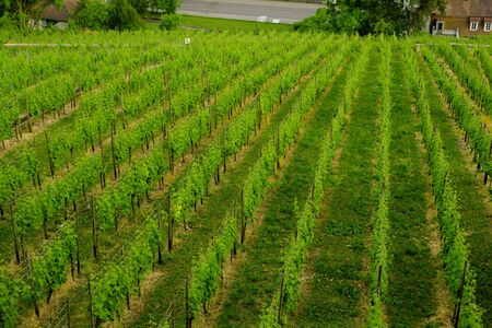 Vineyard on hill and few houses in the valley. Landscape top view.の写真素材