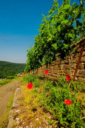 Landscape of vineyard on hill and road beside. Grape bushes with poppy on stone fence in sunny day.の写真素材