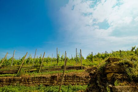 Landscape of vineyard on hill with rows of grapes bushes in sunny day. From down to up viewの写真素材
