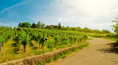 Landscape of vineyard on hill with grapes bushes, road and house of farm on top. Sunny day.の写真素材
