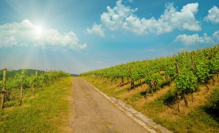 Landscape of vineyard on hill with road in center and grape bushes in sunny day.の写真素材