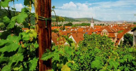 Vineyard on hill and old city with red roofs in the valley. Grape bushes closeup top view