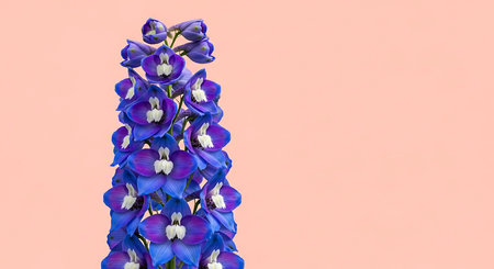 Blue Delphinium isolated on pink background. Delphinium flowersの素材