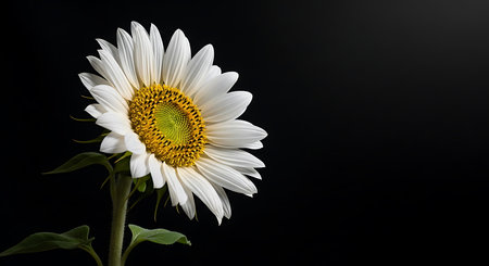 Beautiful white sunflower on a black background with copy space.の素材