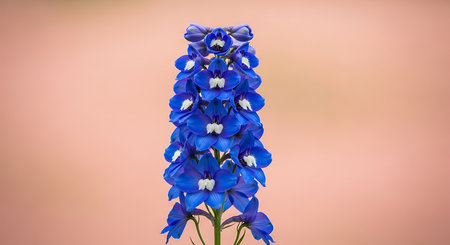 Blue delphinium flower on a pink background. Delphinium flowers.の素材