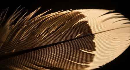 feather of a bird on a black background close-up macroの素材