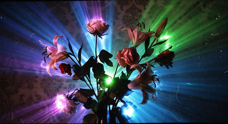 Bouquet of lilies on a dark background with rays of lightの素材