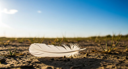 White feather on the ground with blue sky background, soft focus.の素材