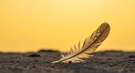 feather of a bird on the ground against the background of the setting sunの素材