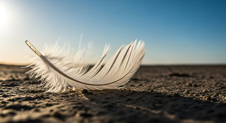 Feather on the beach in the evening light. The concept of freedomの素材