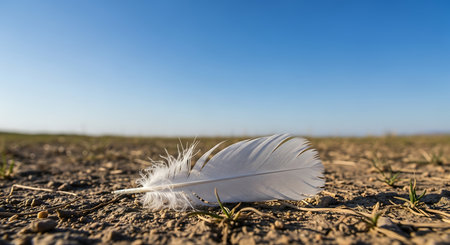 White feather on the ground in the field with blue sky background.の素材