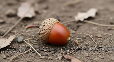 Acorn on the ground, close-up. Autumn background.の素材