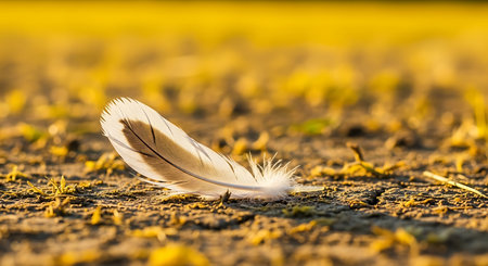 feather on the ground in the morning light. shallow depth of fieldの素材